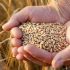 بنك وراثي لبذار القمح و٤٧ ألف طن مدور في مستودعات إكثار البذار