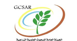 الهيئة العامة للبحوث العلمية الزراعية.. جهود متواصلة لاستنباط أصناف جديدة من القمح
