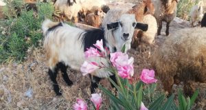 الثروة الحيوانية في سوريا جائعة.. والطاقة العلفية 11 مليون طن سنوياً