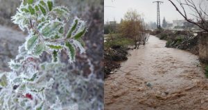 محاصيل سهل الغاب بين الصقيع والغرق.. خطر مزدوج يهدد الموسم الزراعي