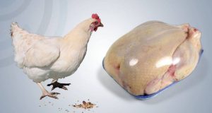 اللجنة الوطنية للاستيراد والتصدير.. 3 قرارات لتظيم الاستيراد