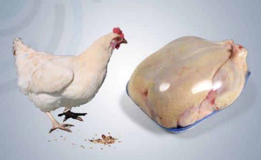 منع استيراد الفروج المجمد والسماح باستيراد فروج الريش