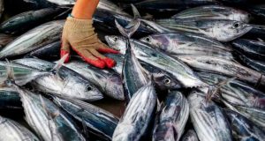 الثروة السمكية في سوريا.. خطة لإنتاج 225 ألف طن سنوياً بحلول 2035