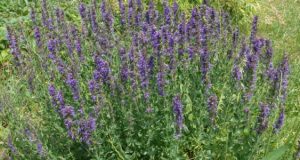 مراكز بيع النباتات البرية.. أمل باستثمار الكنوز الطبيعية المهملة