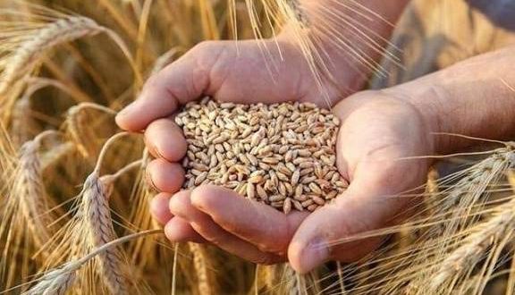 الأمن الغذائي في سوريا.. تحديات كبيرة وحلول قابلة للتنفيذ