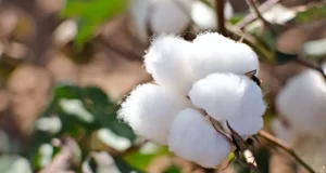 القطن في سوريا بعد عودة المحالج.. هل تستعيد الصناعة النسيجية دورتها ‏الإنتاجية؟