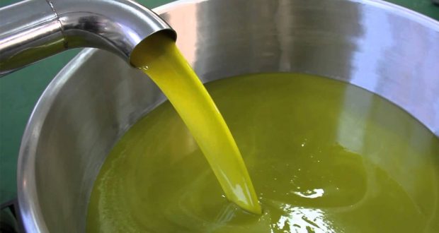زيت الزيتون السوري.. جودة في المواصفات ‏والخصائص تضاهي الزيوت العالمية
